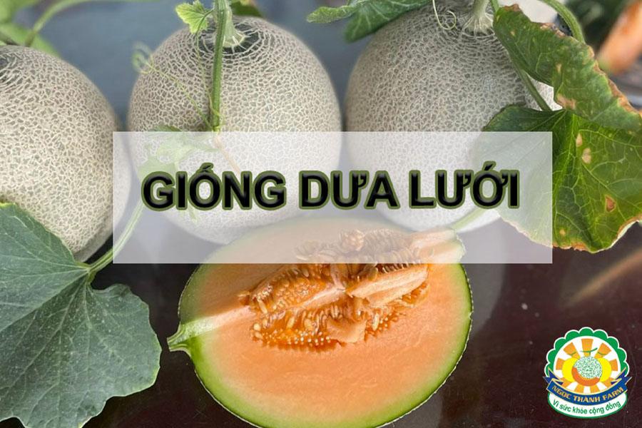 giong-dua-luoi-pho-bien