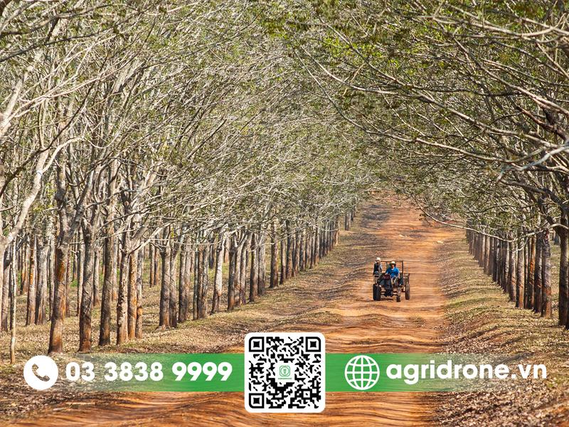 Cây cao su đặc được trồng tối đa ở vùng nào