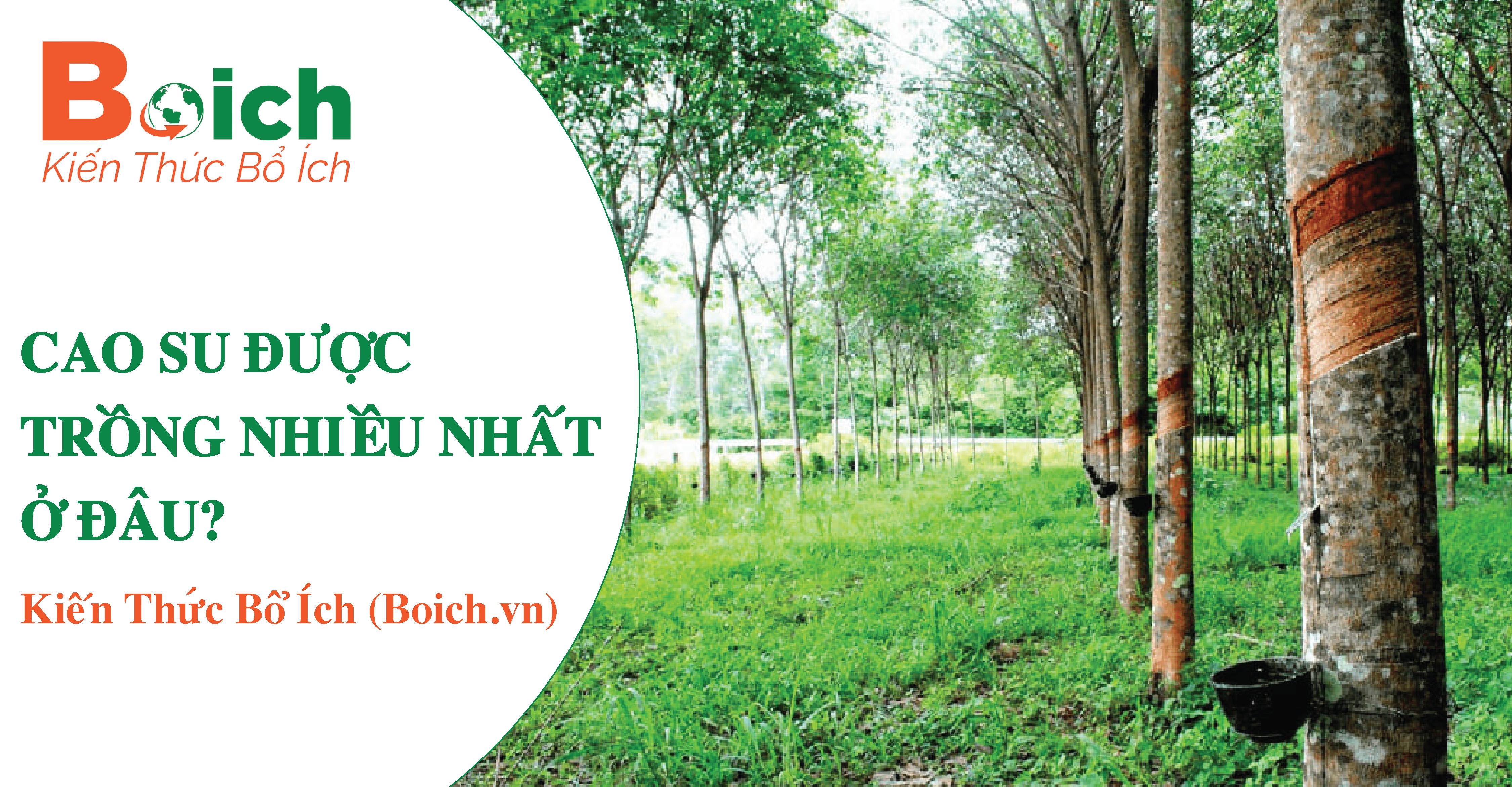 cao su được trồng nhiều nhất ở đâu - boich.vn