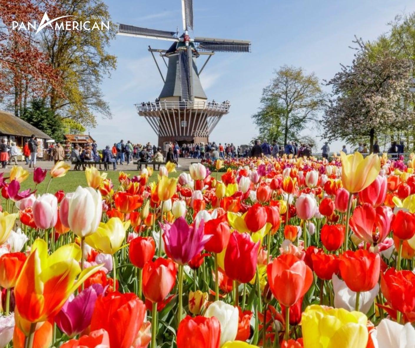 Những búp Keukenhof khoe sắc dưới chân cối xay gió