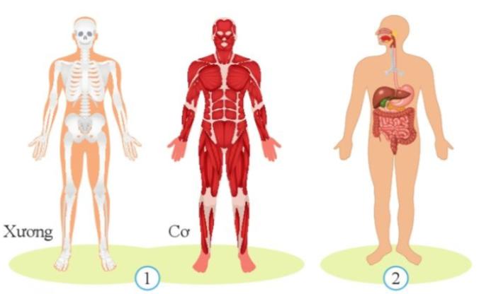Bài 27. Khái quát cơ thể người trang 128, 129, 130 SGK Khoa học tự nhiên 8 - Cánh diều</>