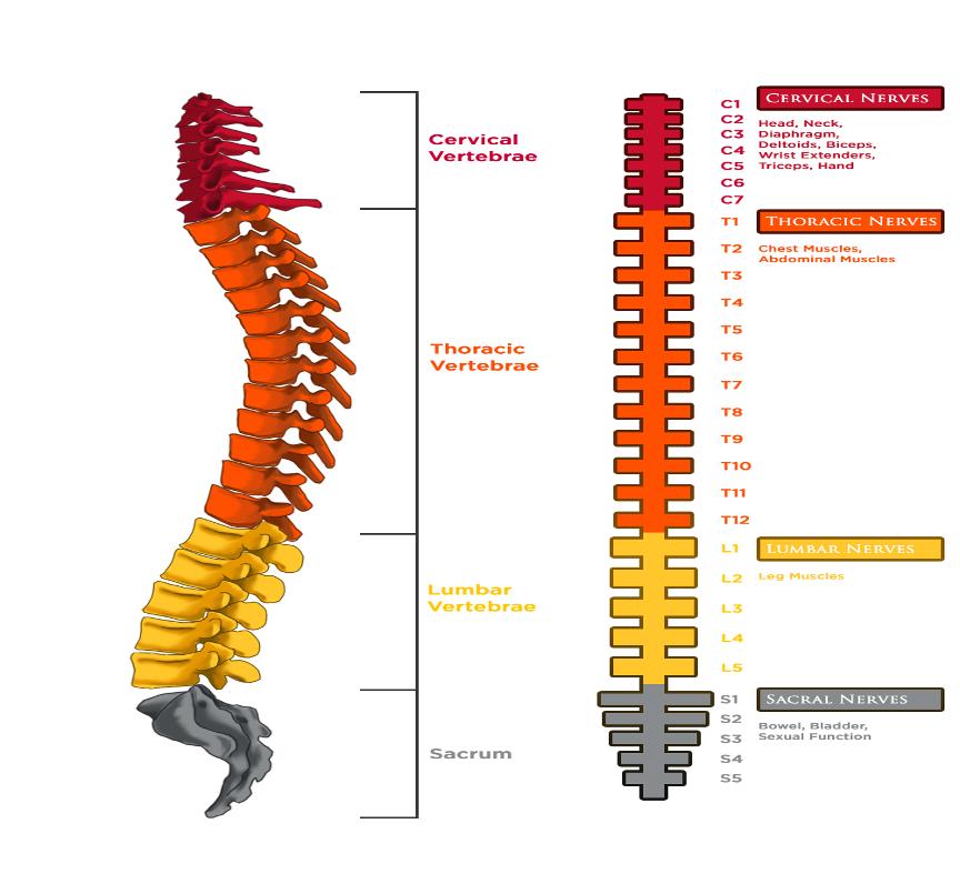 spinal cord graph