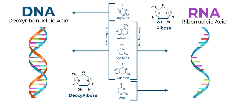 so-sanh-dna-va-rna-co-gi-giong-va-khac-nhau 1