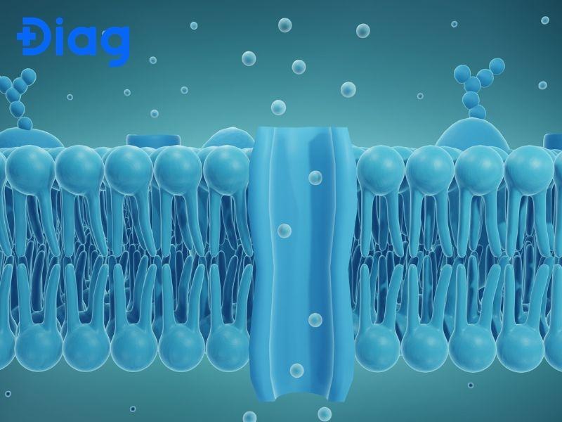 Cholesterol là một thành phần quan trọng của màng tế bào.