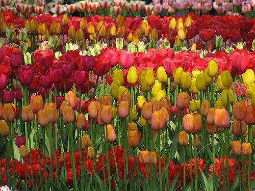 Tulip