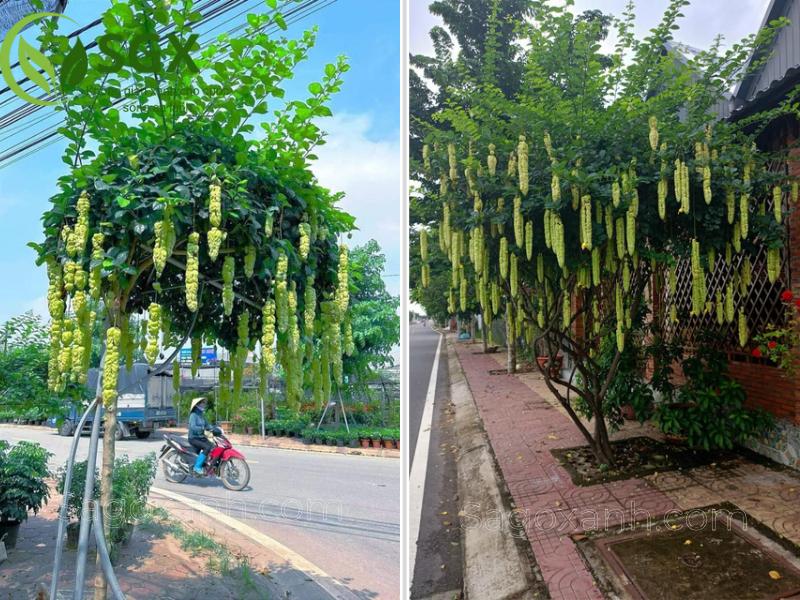 cây huyền trân công chúa