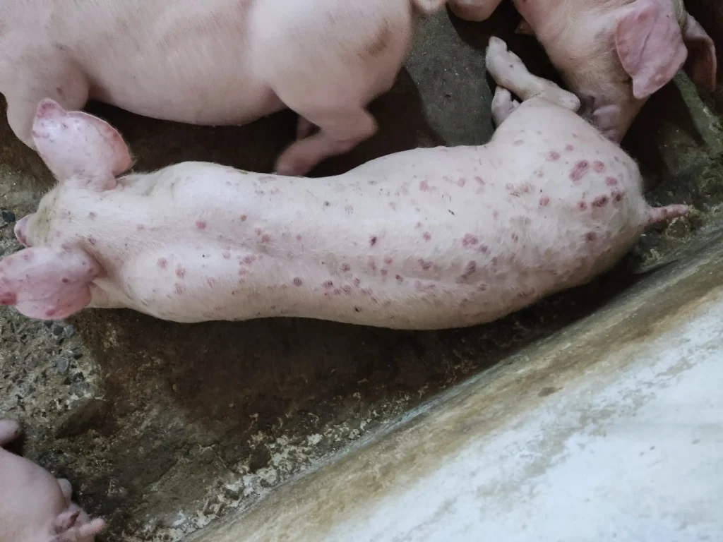 Hình ảnh bệnh đậu ở lợn
