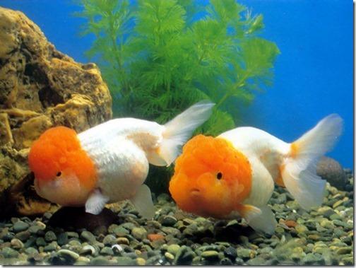 Cá vàng kim ngư giống Ranchu