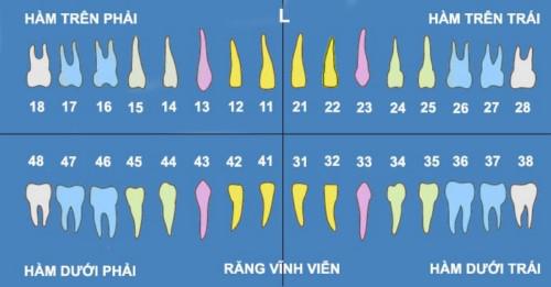 Tầm quan trọng của bộ răng trên khung hàm