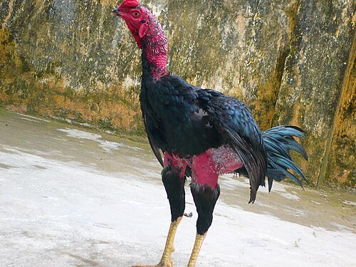 Gà chọi