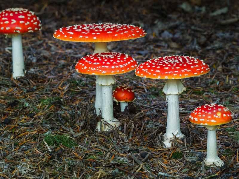 Nấm đẹp nhất thế giới - Fly Amanita