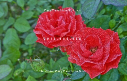 Hồng nhung đỏ được trang trí ở ban công