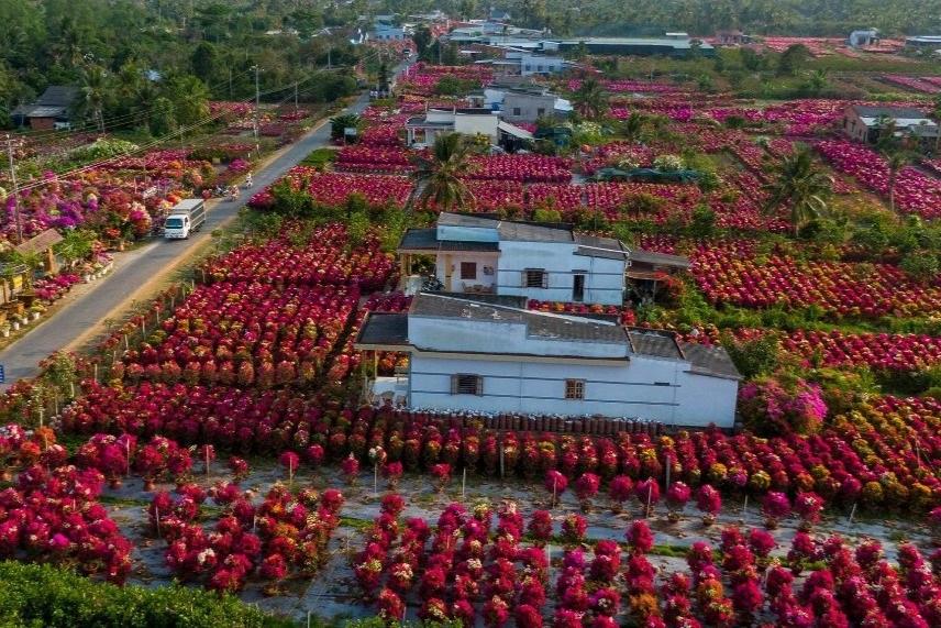 Hình ảnh rực rỡ ở làng hoa nổi tiếng miền Tây ngày cận Tết - 1