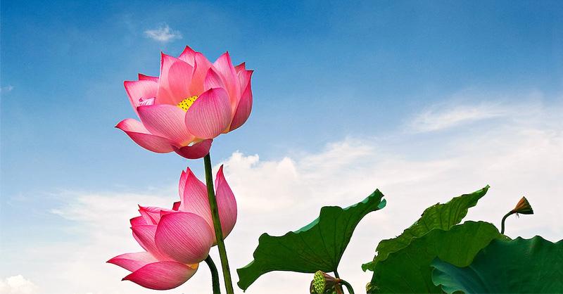 TOP hình nền hoa sen đẹp dành cho điện thoại và máy tính