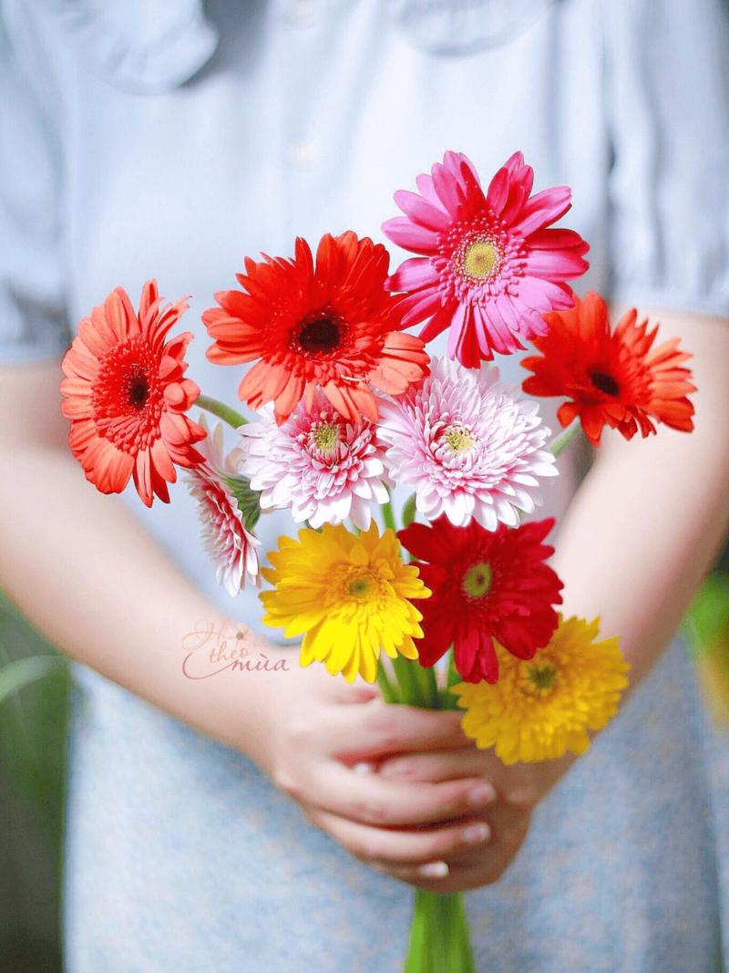 hoa đồng tiền