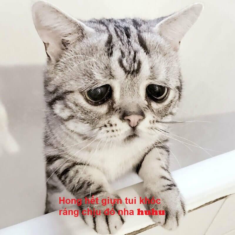 Memes xin lỗi vì dễ thương