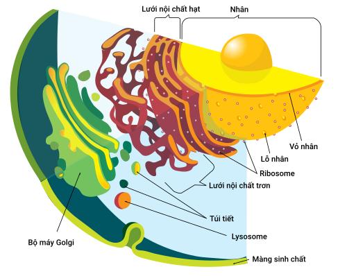 Bộ máy Golgi