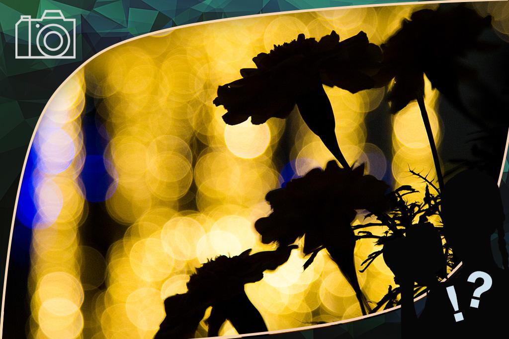 Bóng của bông hoa trên nền đèn có bokeh
