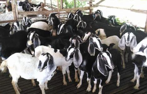 Một số giống dê hiện có tại Việt Nam