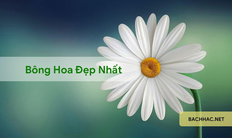 bong hoa đẹp nhất
