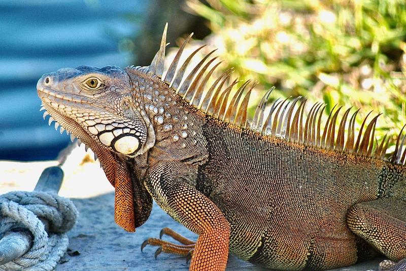 Kỳ nhông có độc không? Có nên nuôi kỳ nhông trong nhà không? 1