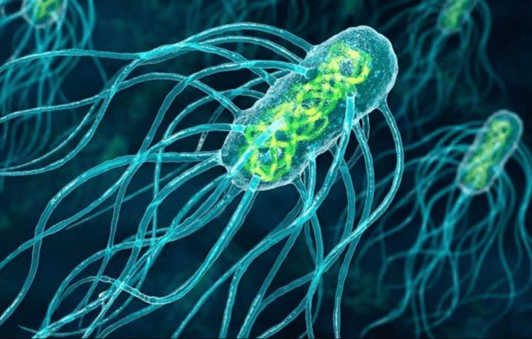 Vi khuẩn Salmonella Typhi gây bệnh sốt thương hàn