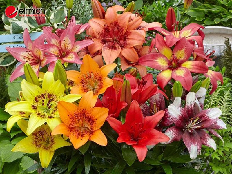 Hình 1: Hoa ly đẹp quý phái và đặc trưng bởi mùi thơm ngào ngạt