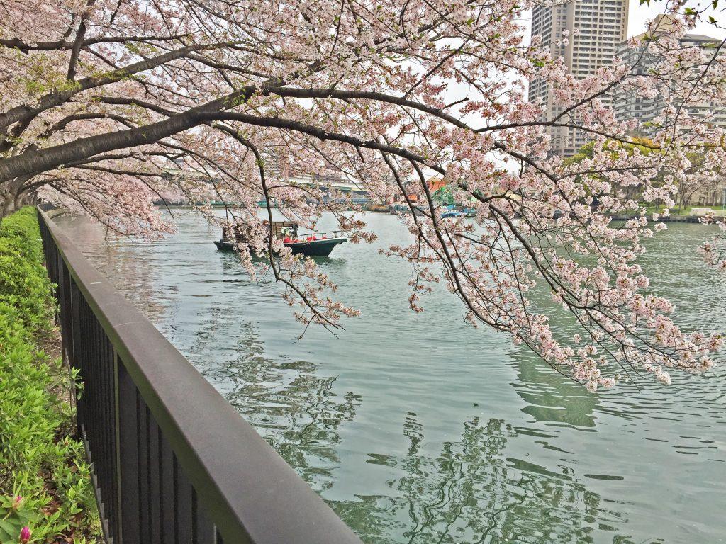 Sakura bên sông Okawa