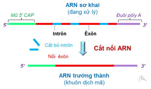 Cắt nối ARN