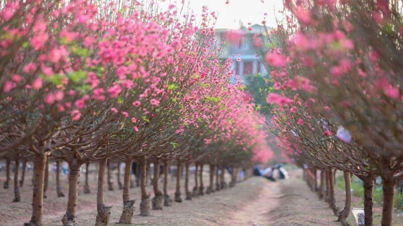 Bức tranh Tết đơn giản nhất vẽ cành đào hồng thắm khoe sắc ngày xuân