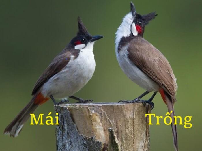 Cách phân biệt chào mào non trống mái