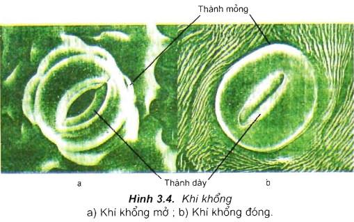 Cơ chế đóng mở khí khổng trong quá trình thoát hơi nước