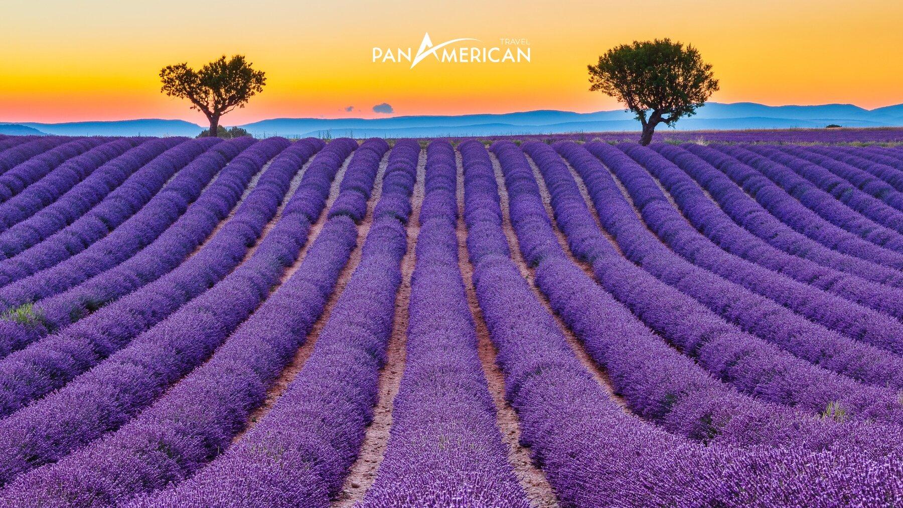Hoa oải hương - Cánh đồng hoa Provence 