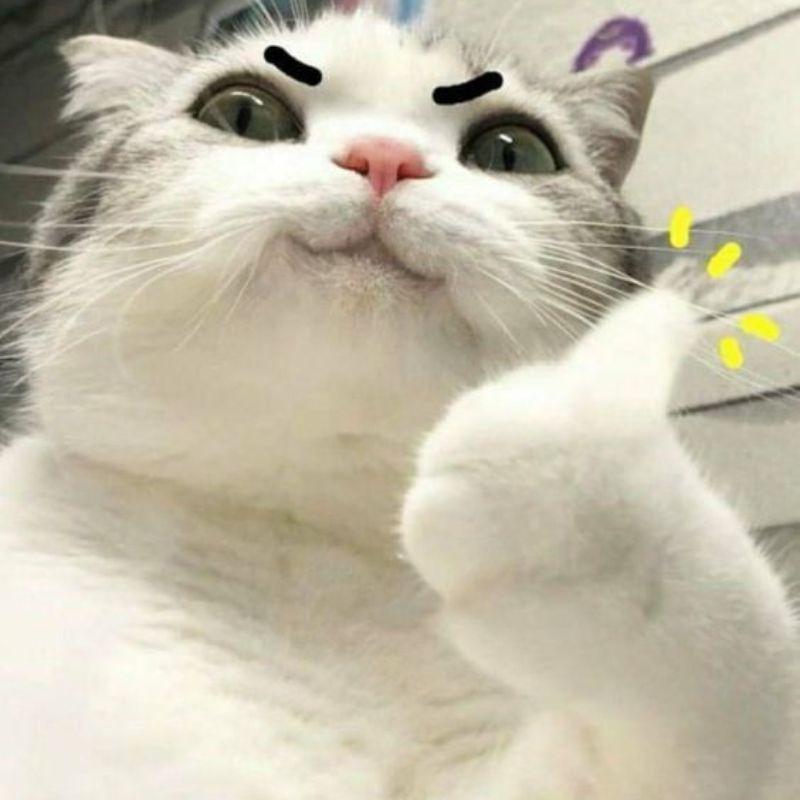 Ảnh meme mèo cười cute