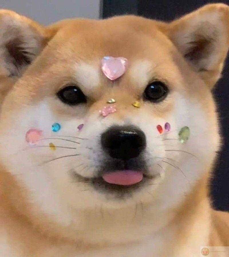 Chủ dắt đi chơi là cười từ sáng đến tối