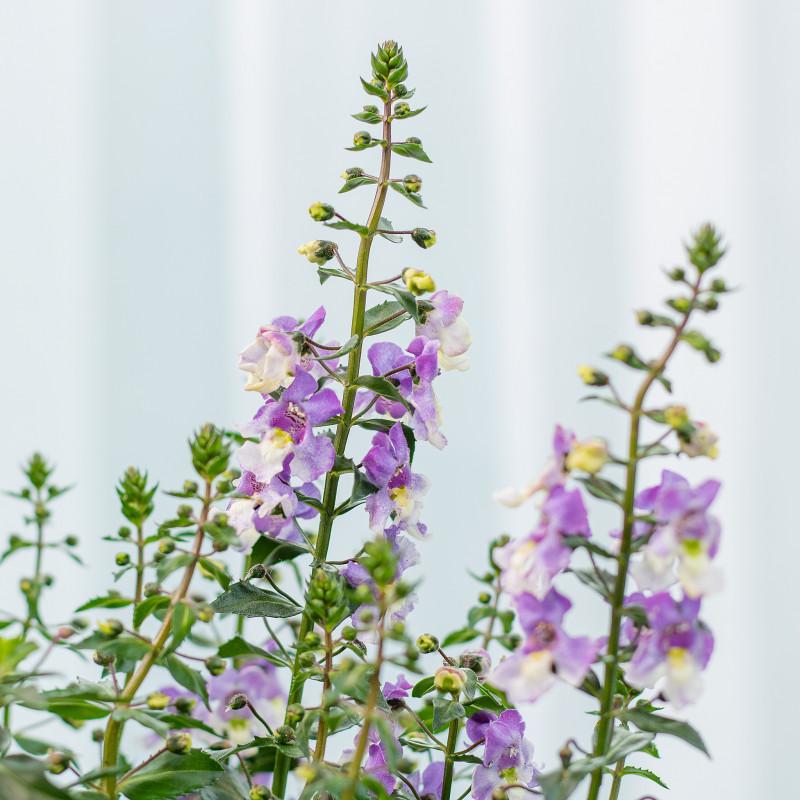 Hoa Bâng Khuâng hay còn gọi là Ngọc Hân