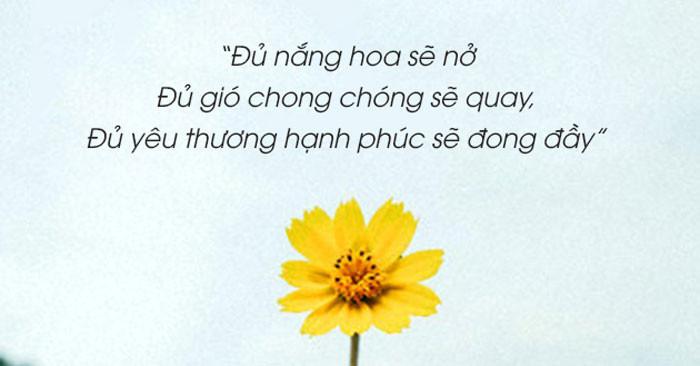 Cap Hài Hước Về Hoa: Tươi Tắn Yêu Đời, Rụng Tim Crush!