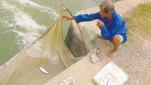 Độc chiêu "săn" đặc sản quý, hiếm cá chày mắt đỏ - 1