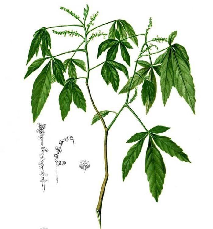 Cây ba chạc là cây gì là câu hỏi của nhiều người trước khỉ sử dụng dược liệu này