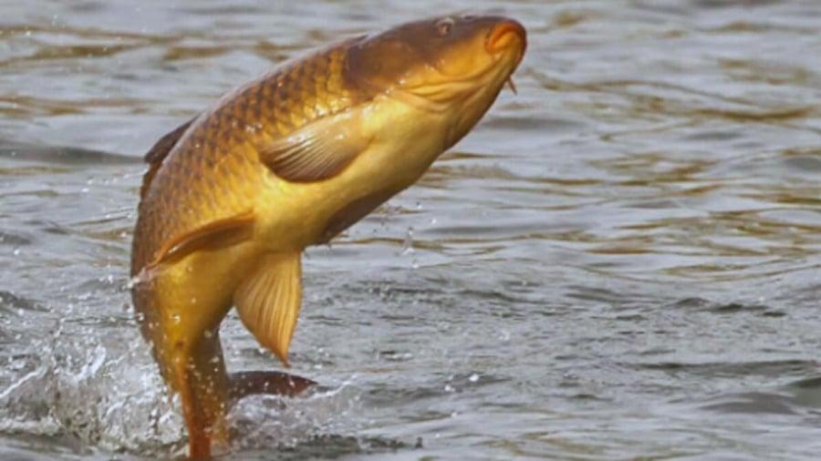 Tổ Tiên nói: 'Chim sa tận nơi không bắt, cá nhảy tận bờ không ăn', vì sao lại thế?