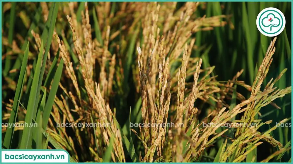 Lúa bị bệnh lem lép hạt