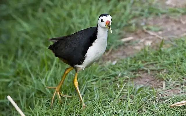 Đặc Điểm Về Ngoại Hình Của Chim Quốc