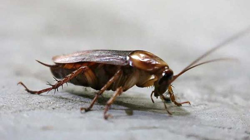 Những tác hại của gián đối với con người mà bạn cần biết 1