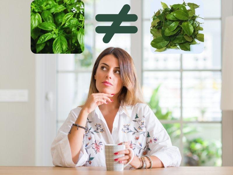 Lá é và lá giang có giống nhau không? Cách phân biệt đơn giản