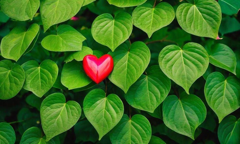 Bài thuốc trị gai cột sống lưng từ cây lá lốt được đánh giá là một phương pháp an toàn, hiệu quả và được khuyên dùng trong y học cổ truyền.